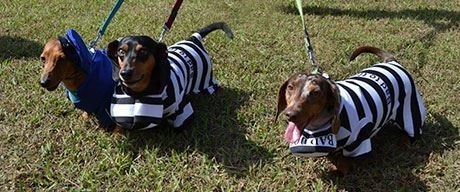 barktoberfest